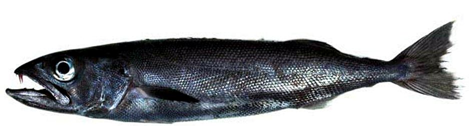 Ruvettus pretiosus_06.jpg